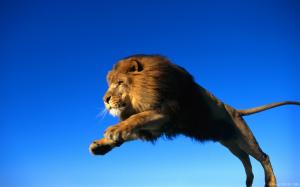 Lion Jump wallpaper thumb