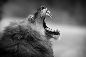 Lion, Anger, Mouth, Monochrome, Animals wallpaper thumb