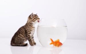 Cat licking the fish bowl wallpaper thumb