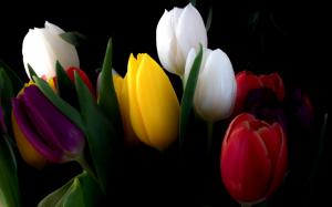 White, yellow, red, tulip flowers wallpaper thumb