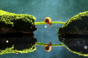 alone, snail, moss, macro, reflection, depth of field wallpaper thumb