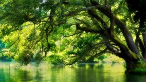 Landscape, Nature, River, Macedonia, Forest, Green, Water, Trees wallpaper thumb
