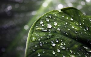 Green Leaf Water Drops Depth Field Gallery wallpaper thumb