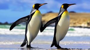 Penguin Couple Animals HD wallpaper thumb