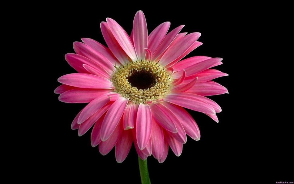 Beautiful Pink Daisy HD wallpaper,flowers wallpaper,beautiful wallpaper,pink wallpaper,daisy wallpaper,1280x800 wallpaper