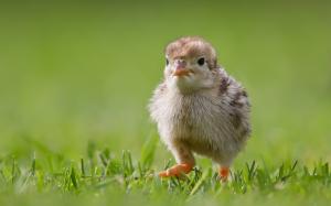 Chick Walking On The Grass wallpaper thumb