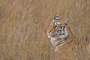 Tiger Wild Cat Face Profile Grass Camouflage HD wallpaper thumb
