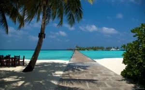 Beach Dock and Palm in Maldives wallpaper thumb
