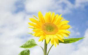 Sunflower, yellow flowers, blue sky, clouds wallpaper thumb