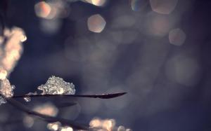 Ice crystals on a branch wallpaper thumb