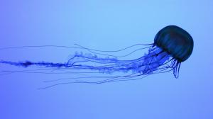 Jellyfish  High Resolution Jpeg wallpaper thumb