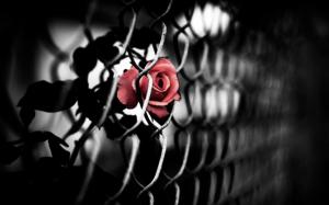 Rose Fence wallpaper thumb