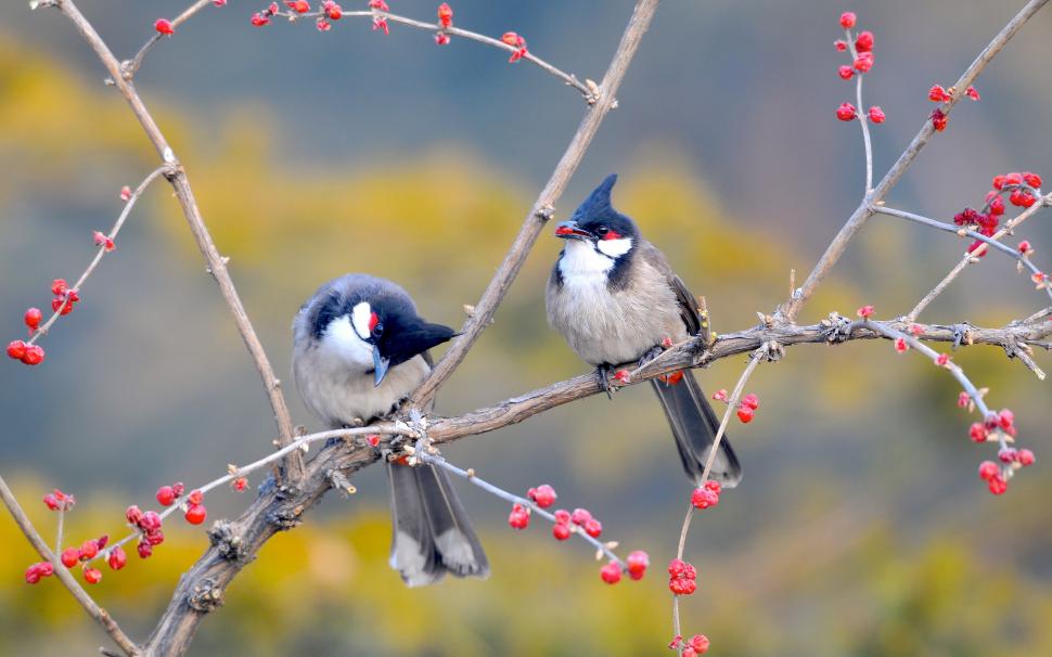 Birds in Nanhaizi Park wallpaper,Now HD wallpaper,tree HD wallpaper,branches HD wallpaper,Birds HD wallpaper,Berries HD wallpaper,Kong HD wallpaper,Nanhaizi Park HD wallpaper,Beijing HD wallpaper,China HD wallpaper,3360x2100 wallpaper