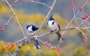 Birds in Nanhaizi Park wallpaper thumb