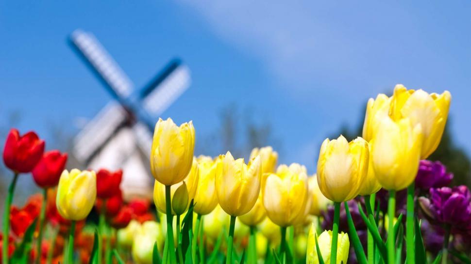 Tulips and Windmill HD wallpaper,holland HD wallpaper,purple HD wallpaper,red HD wallpaper,sky HD wallpaper,tulips HD wallpaper,windmill HD wallpaper,yellow HD wallpaper,1920x1080 wallpaper