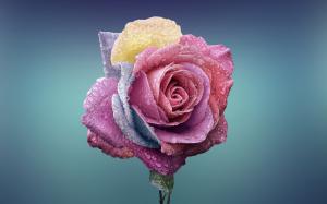 Colorful Rose HD wallpaper thumb