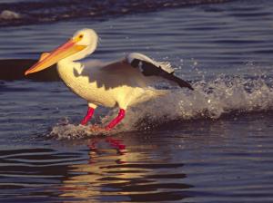 Pelicans landing on the water wallpaper thumb