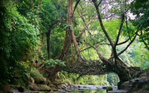 Nature, India, Bridge, River, Roots, Trees, Jungles wallpaper thumb