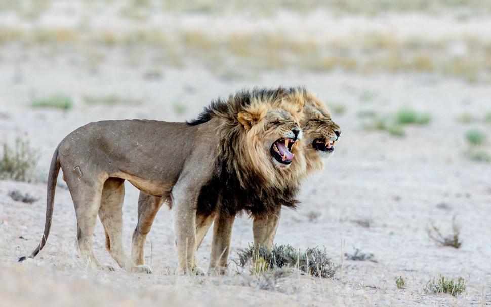 Lions in Africa wallpaper,lions HD wallpaper,Africa HD wallpaper,wallpaper HD wallpaper,2560x1600 wallpaper