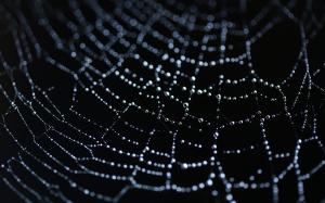 Spider Web Web Macro Water Drops HD wallpaper thumb