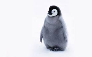 Cute Baby Penguins, Lovely wallpaper thumb