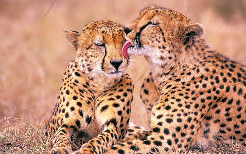 South African Cheetahs wallpaper,south HD wallpaper,cheetahs HD wallpaper,african HD wallpaper,1920x1200 wallpaper