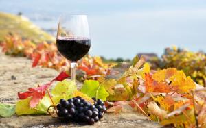 Glass of wine, vineyard wallpaper thumb