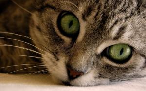 Green Eye Manx Cat wallpaper thumb