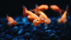 Fish, Bubble Eye, Goldfish, Animals, Underwater wallpaper thumb