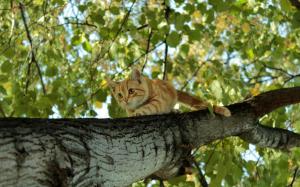Cat Tree Climb HD wallpaper thumb