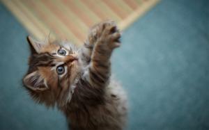 Cute little furry cat wallpaper thumb