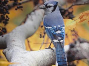 Blue Jay Bird Photo wallpaper thumb