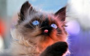 Blue Eyes Cat wallpaper thumb