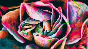Rose Flower Colorful HD wallpaper thumb