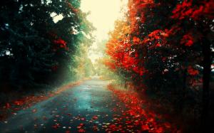 Trees, Autumn, Fall, Leaves, Path, Landscape wallpaper thumb