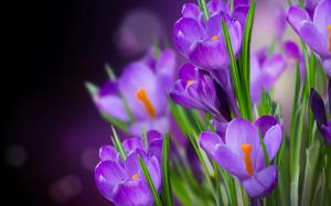 Crocuses violet flowers macro photography wallpaper thumb