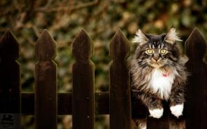 Cat On A Fence wallpaper thumb