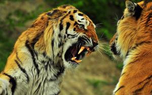 Wild Animals  Tiger wallpaper thumb