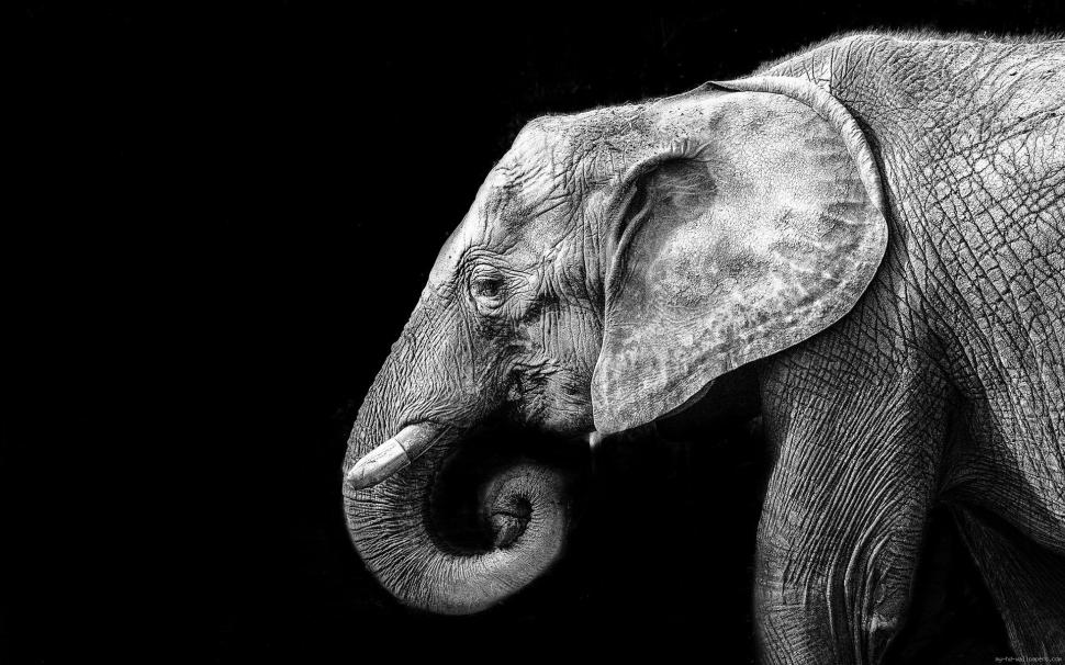 Elephant in black and white wallpaper,elephant HD wallpaper,animal HD wallpaper,black HD wallpaper,grey HD wallpaper,1920x1200 wallpaper