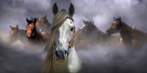 White and Brown Horses wallpaper thumb