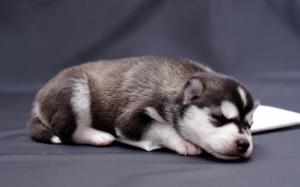 Dog close-up, puppy in sleep wallpaper thumb