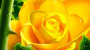 Yellow Rose Of Texas wallpaper thumb