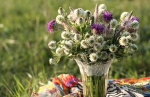 clover, thistle, flowers, field, flower, vase wallpaper thumb