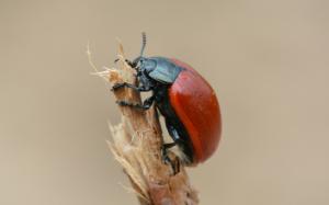 Beetle insect wallpaper thumb