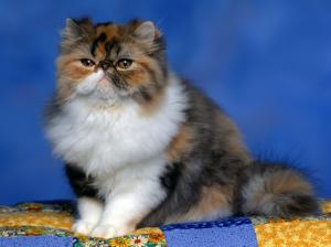 Persian Calico Kitten wallpaper thumb