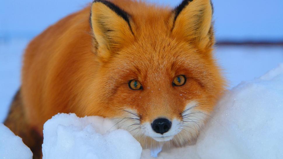 Red Fox In Snow wallpaper,snow HD wallpaper,animals HD wallpaper,1920x1080 wallpaper