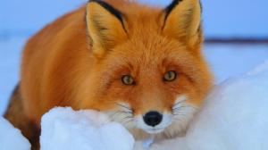 Red Fox In Snow wallpaper thumb