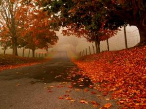 flame framed road autumn fallen leaves misty orange red Road Trees HD wallpaper thumb