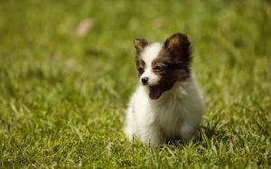 Dog Puppy Grass HD wallpaper thumb