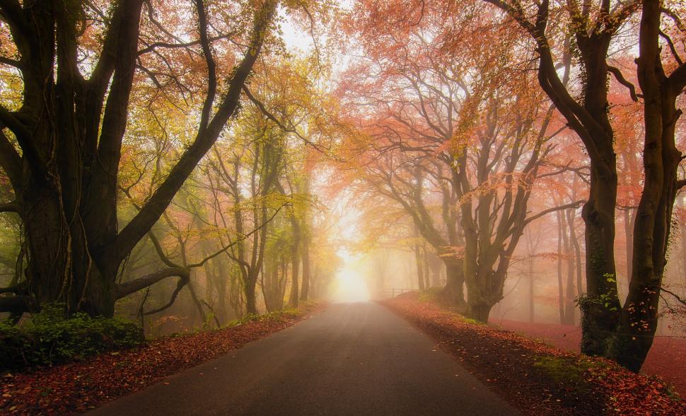 Forest Park and road wallpaper,forest HD wallpaper,park HD wallpaper,road HD wallpaper,fog HD wallpaper,Autumn HD wallpaper,HD Wallpapers HD wallpaper,Best Wallpapers HD wallpaper,2048x1243 wallpaper